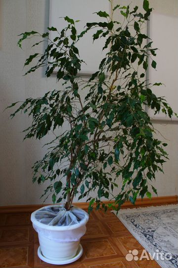 Цветы растения деревья для души