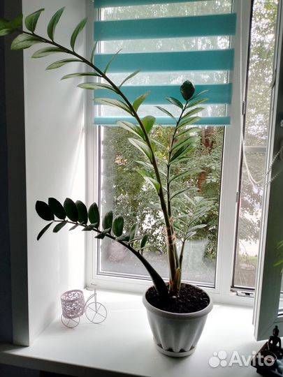 Продам долларовое дерево