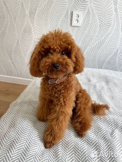 Вязка кобель красавчик той Пудель