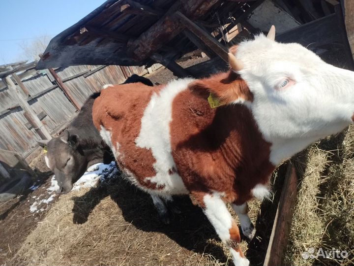 Бык и тёлочка