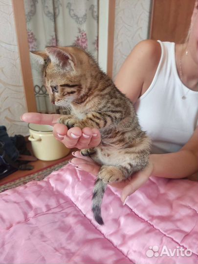 Бенгальская леопардовая кошка в добрые руки