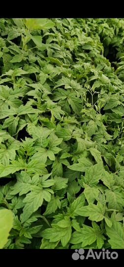 Рассада овощей