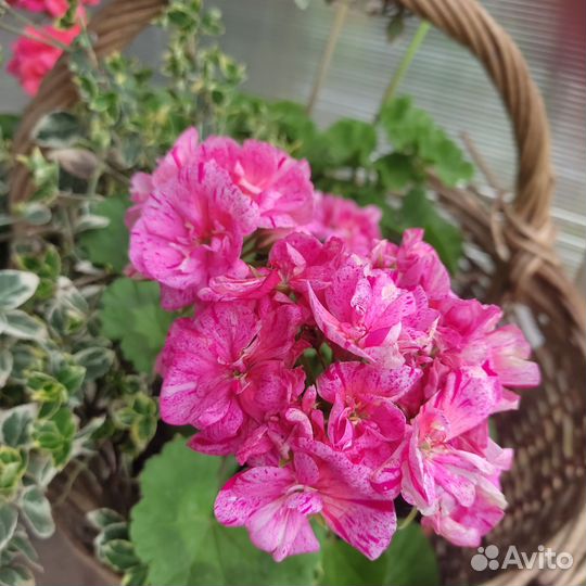 Пеларгония герань