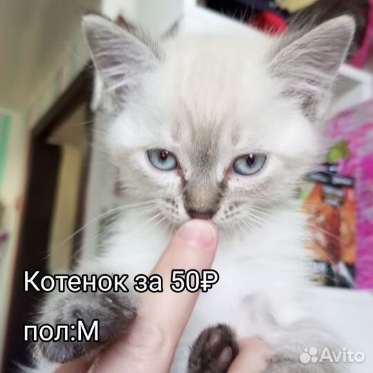 Кошки