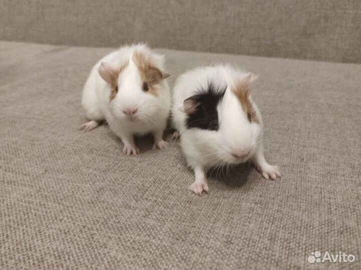 Морские свинки малыши девочка и мальчик