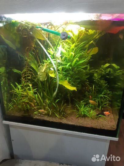 Аквариум с тумбой 300 литров