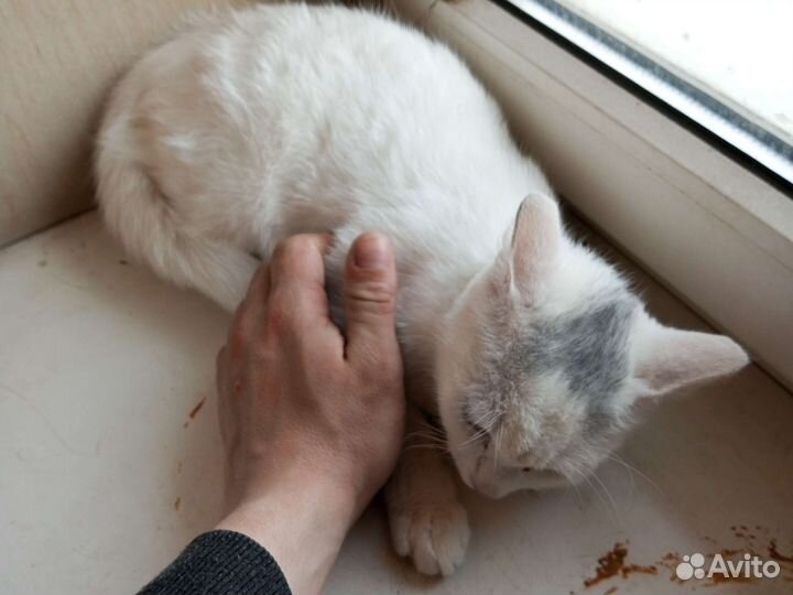 Кошка