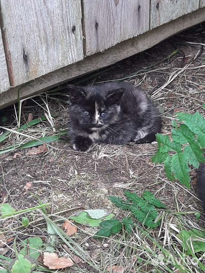 Котята в дар бесплатно