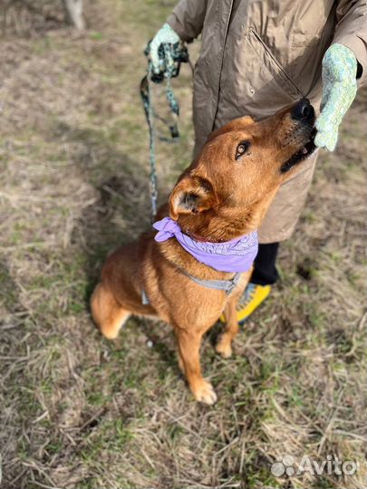 Шикарный бывшедомашний пёс