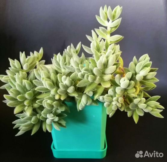 Суккуленты. Крассула