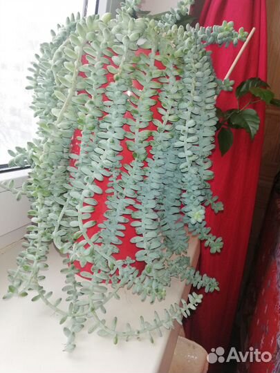 Седум (толстянковые)