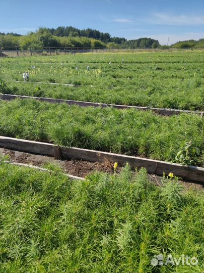 Сосна / Лесовосстановление / Сеянцы