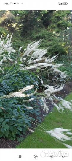 Крупные многолетники