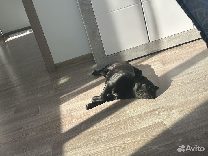 Вязка мопс девочка