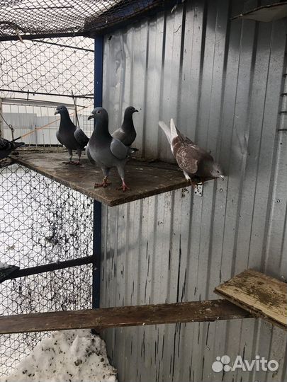 Голуби на выпуск.,спортивные)турецкие, узбекские