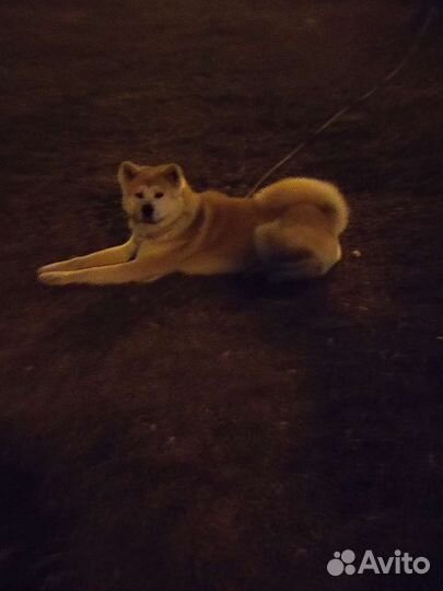 Передержка кошечек, и собак мелких и средних пород