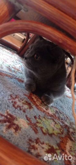 Кошечка -британка