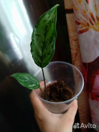 Аглаонема Ромео