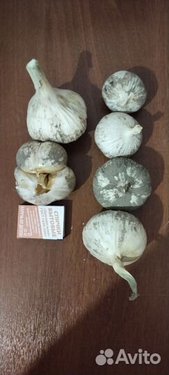 Семена чеснока голоки