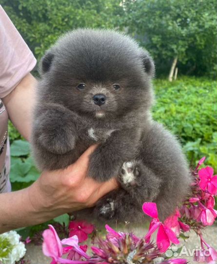 Очаровательный голубой мальчик