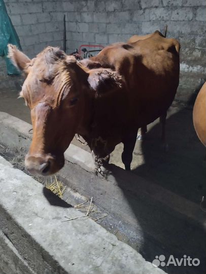 Корова дойная