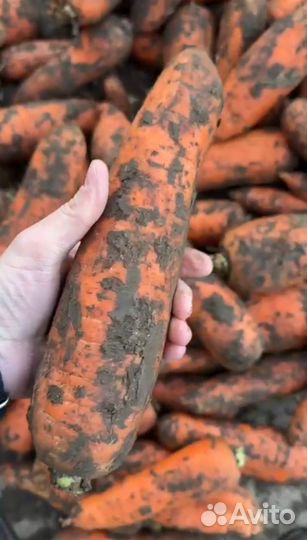 Морковь второй сорт