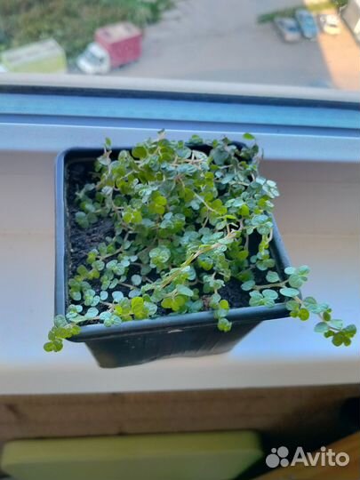 Солейролия цветок почвопокровное