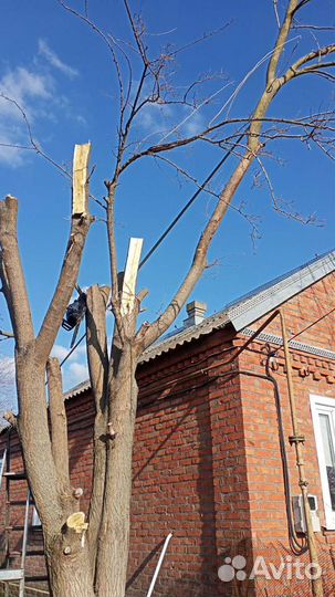 Покос травы, спил деревьев