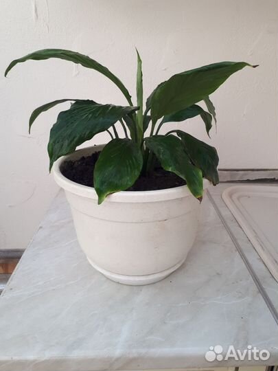 Спатифиллум- женское счастье