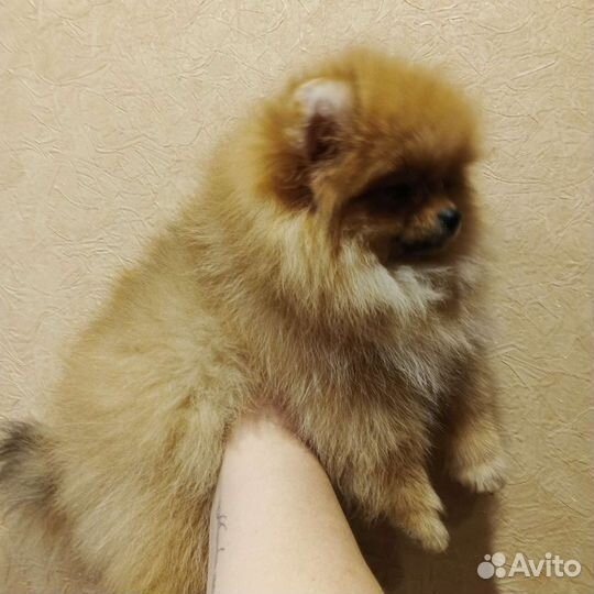 Моника