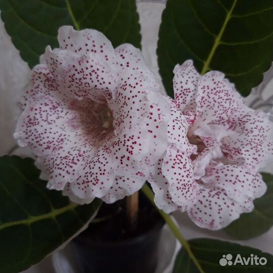 Глоксинии сортовые(укорен.листья)