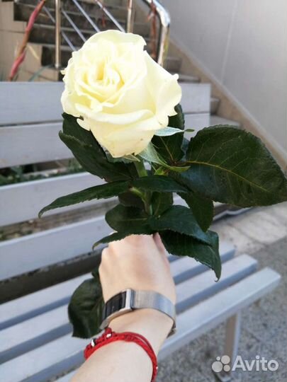 Цветы розы с доставкой