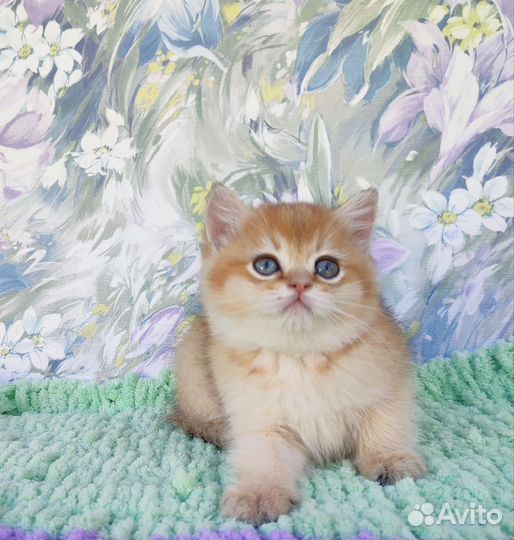 Британская шиншилла