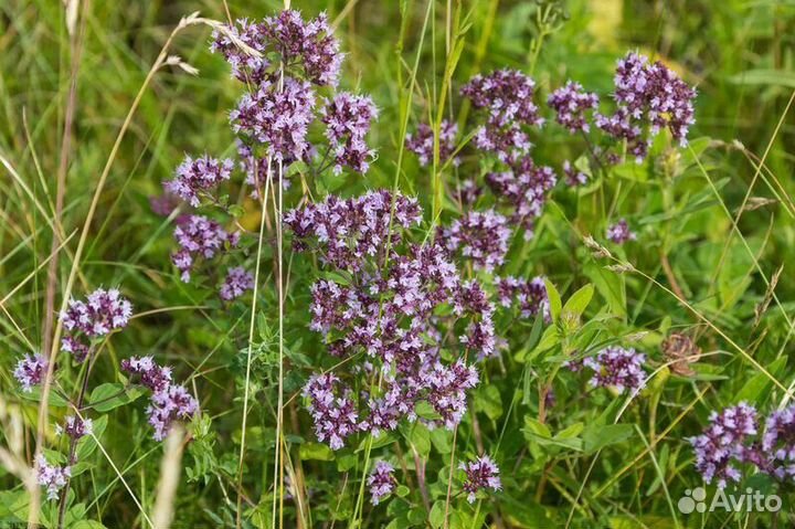 Душица сушеная