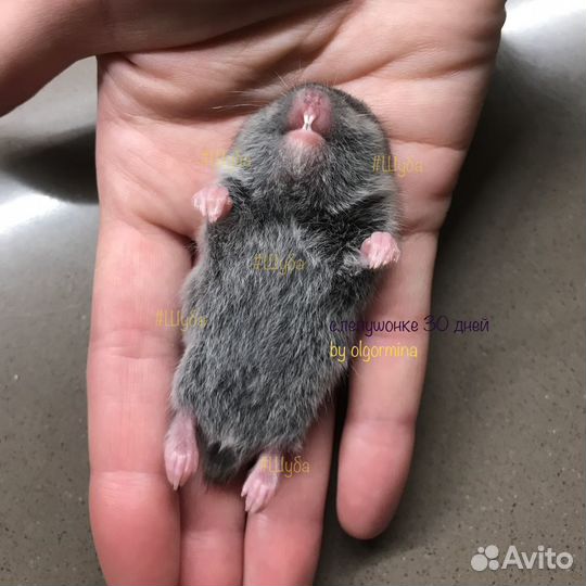 Слепушонка восточная / Ellobius tancrei