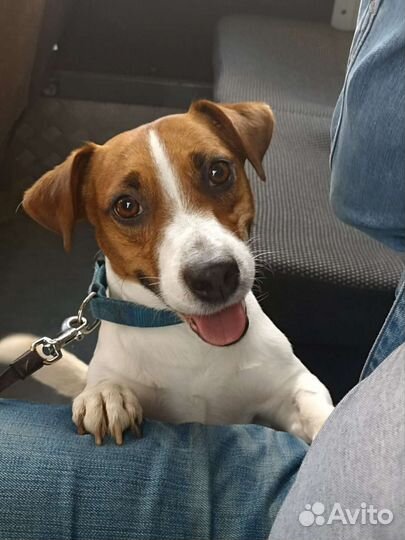 Вязка джек рассел терьер