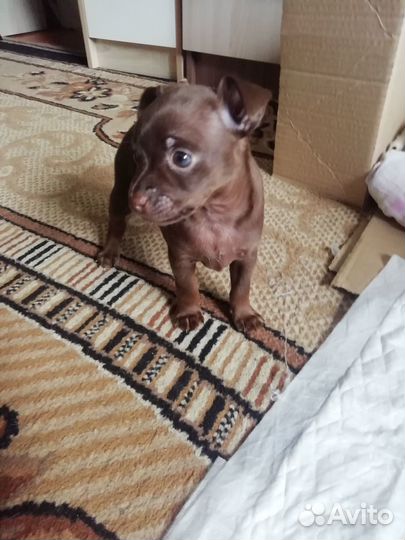 Той-терьер щенки