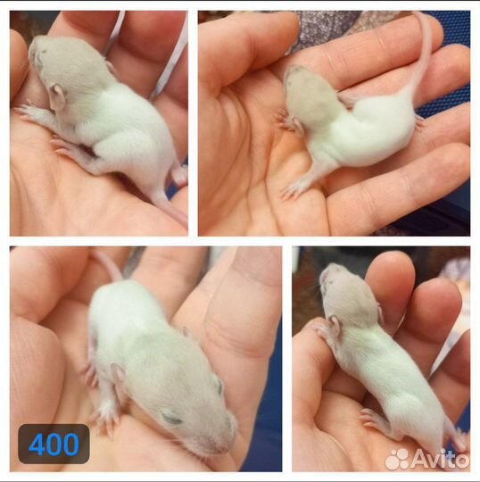 Декоративные крысята
