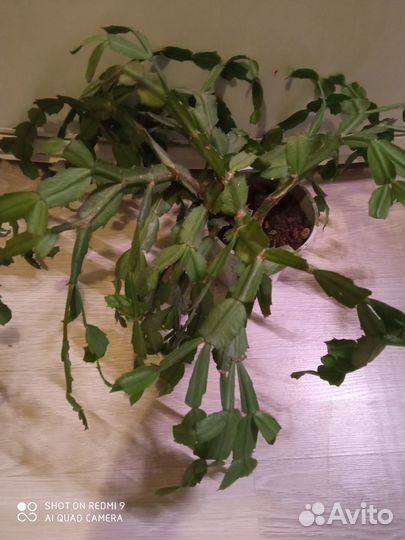 Декабристы розовый и красно-белый + обмен