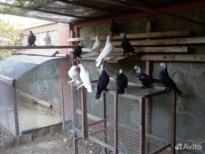 Продажа голубей