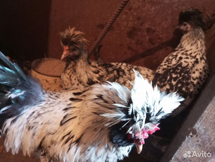 Молодки породных кур