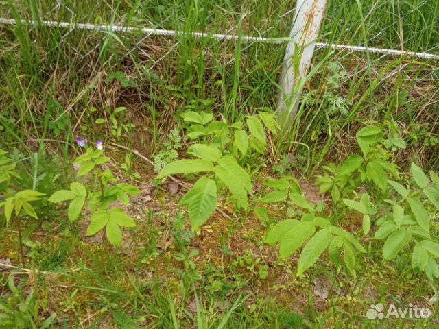 Саженцы маньчжурского ореха