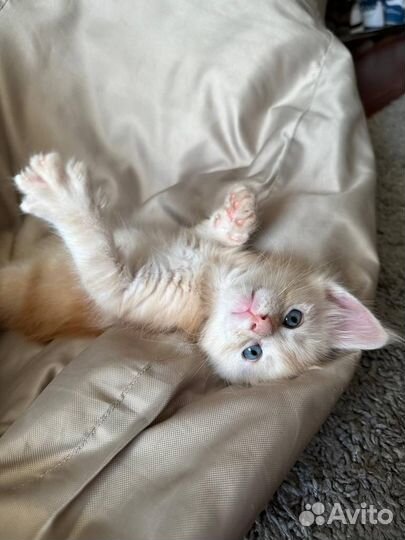 Котятки Мейнкунчики
