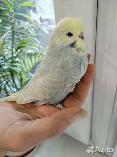 Попугай радужный ввп