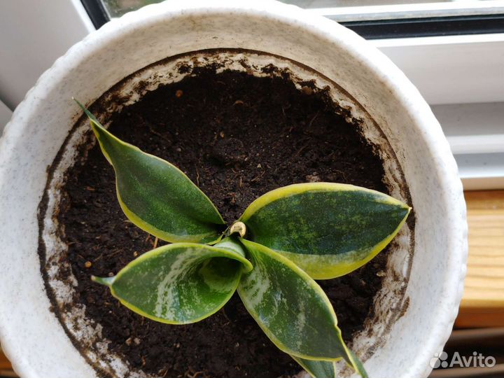 Сансевиерия