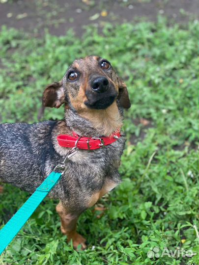 Маленькая собачка в дар