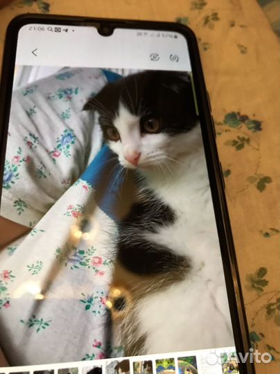 Кошка 3 Месяча В добрые руки Бесплатно