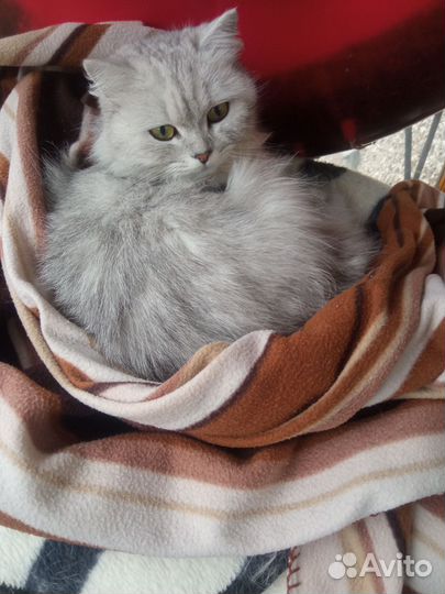 Кошка