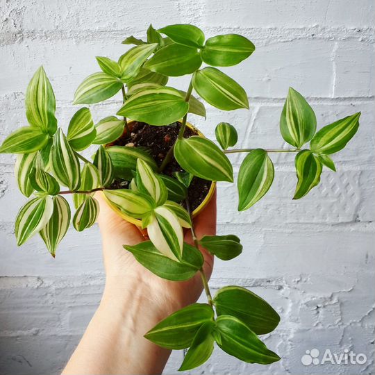 Традесканция. 10 видов. Комнатные растения