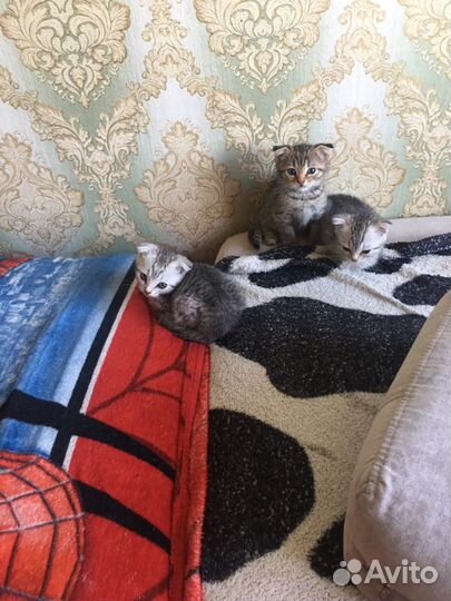 Британские